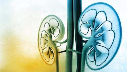 blue kidney illustration
