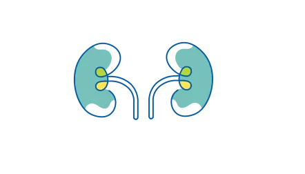 Kidneys