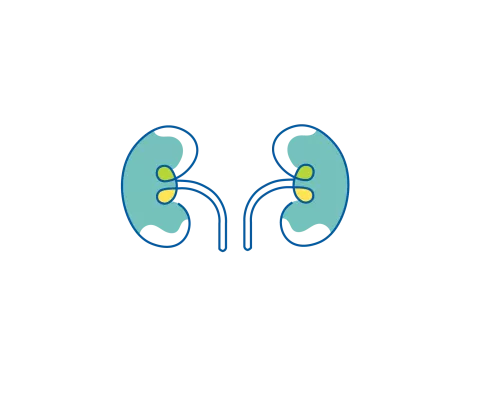 Kidneys