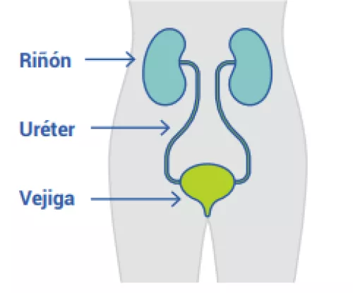 Spanish illustration of kidneys