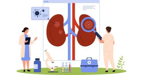 Cartoon researchers investigating large kidneys