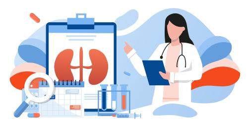 icon doctor with kidney chart