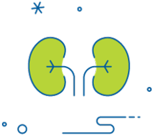 Icons of two kidneys