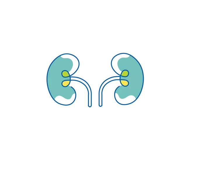 two kidneys