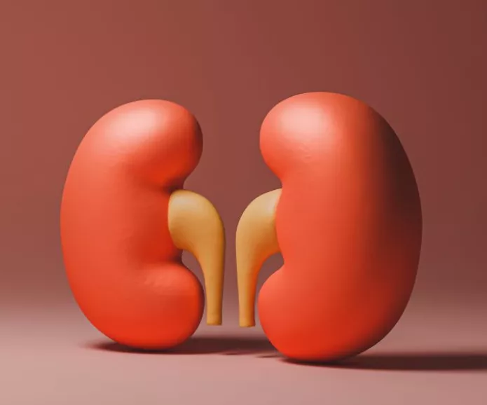 3D kidney