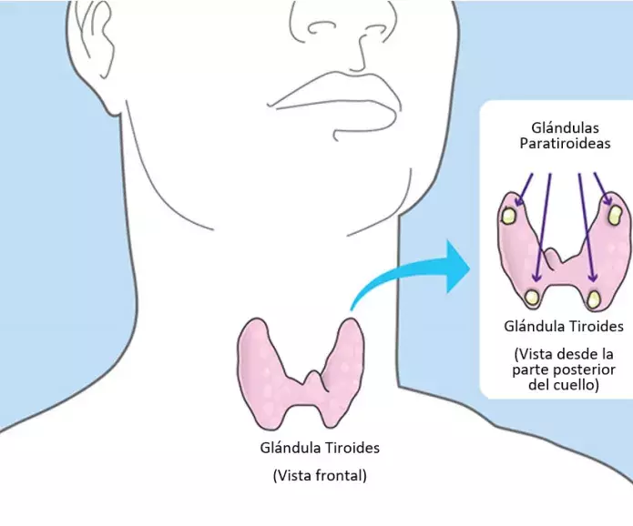 En la imagen que aparece a continuación se indica la ubicación de las glándulas paratiroideas