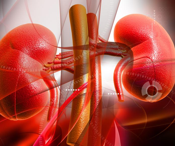 kidney illustration red