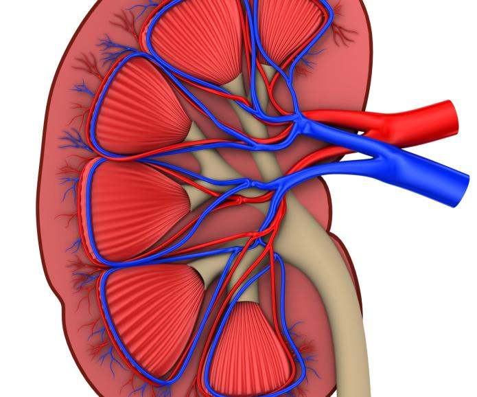 kidney medical replica