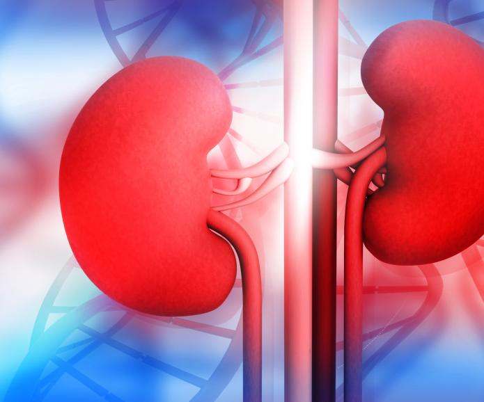 red and blue kidneys
