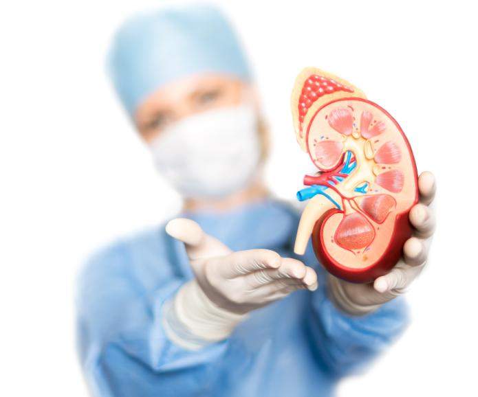 surgeon holding plastic kidney