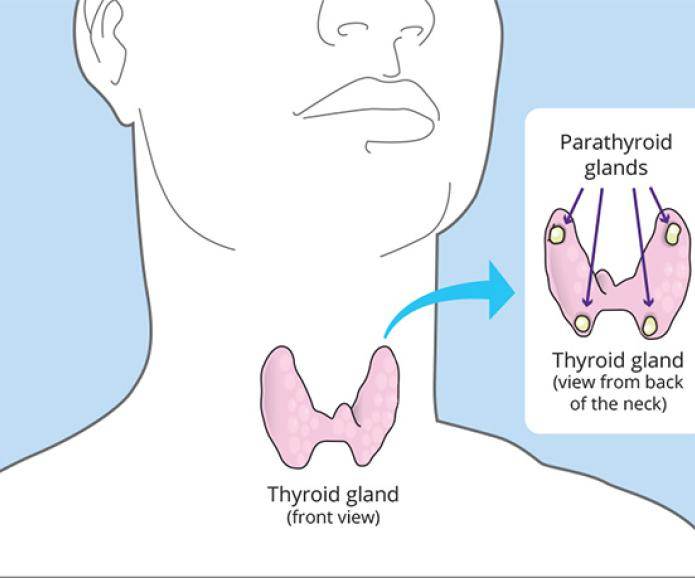 A graphic showing where parathyroid glands are located