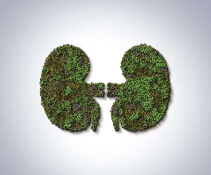 Trees in the form shape of kidneys