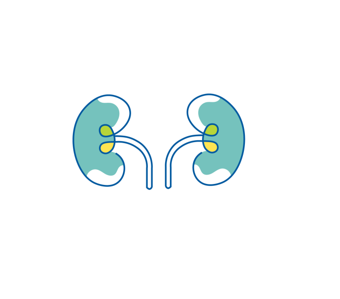 two kidneys