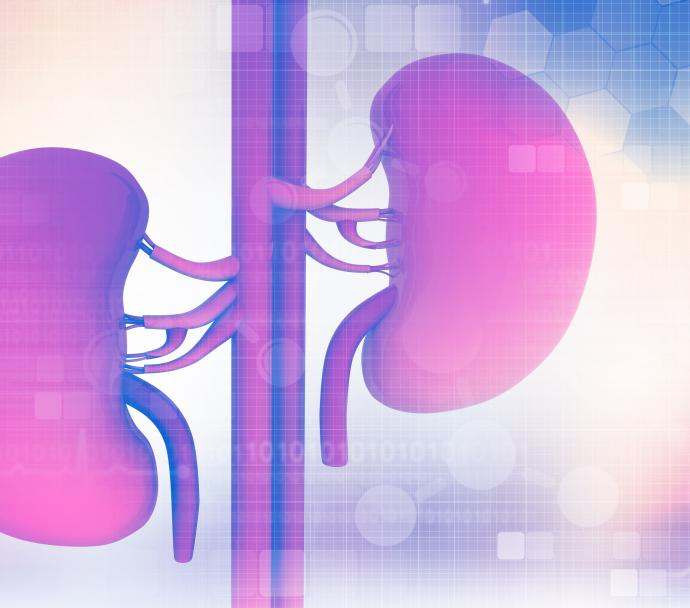 kidneys purple