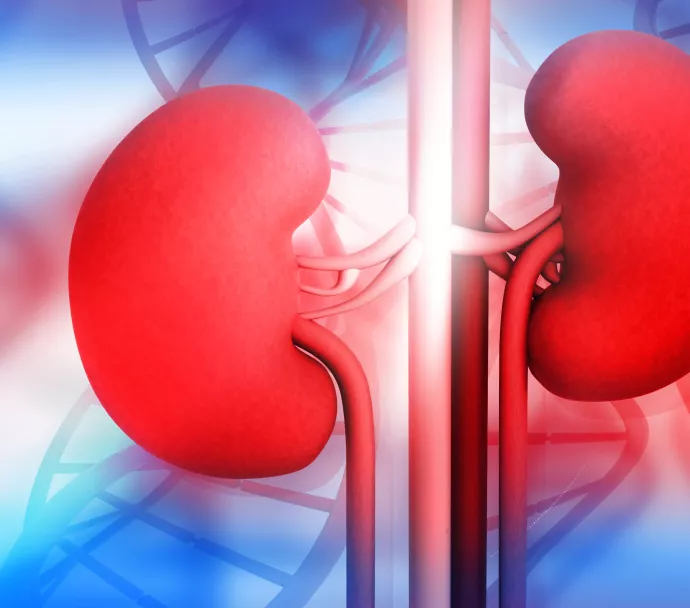 red and blue kidneys