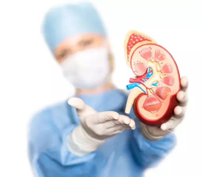surgeon holding plastic kidney