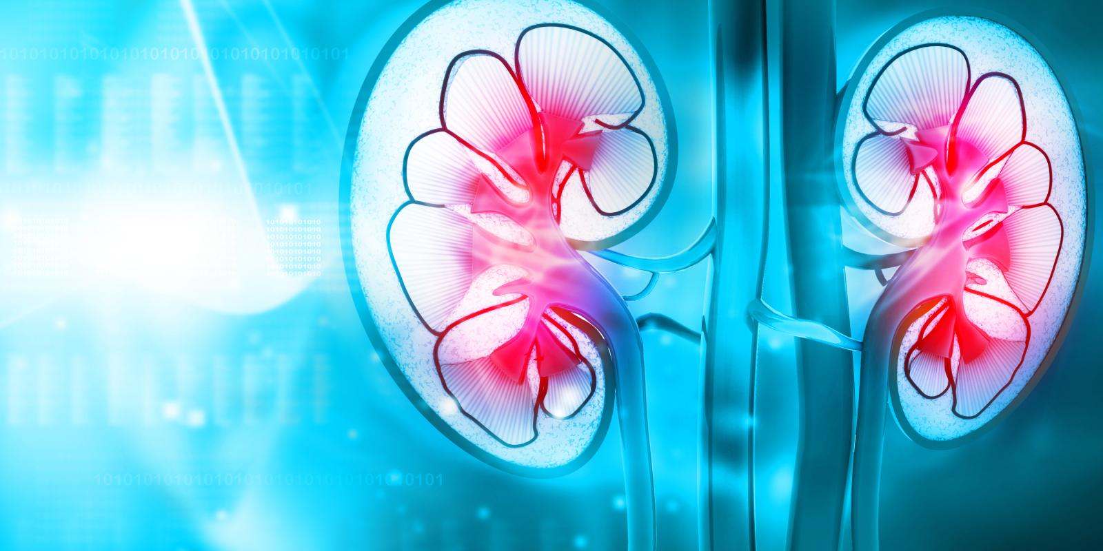kidneys pink blue