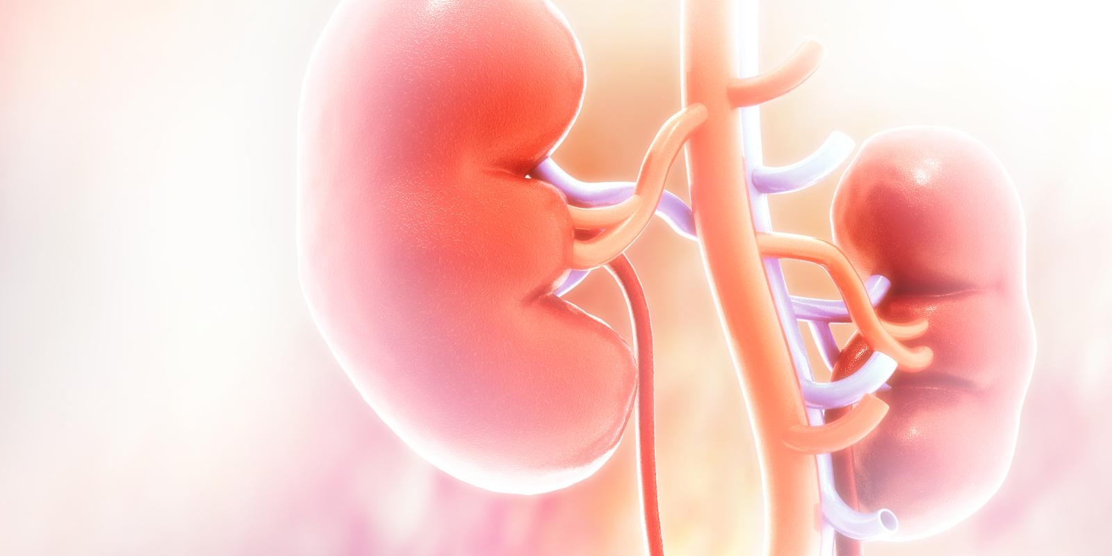 kidneys pink body