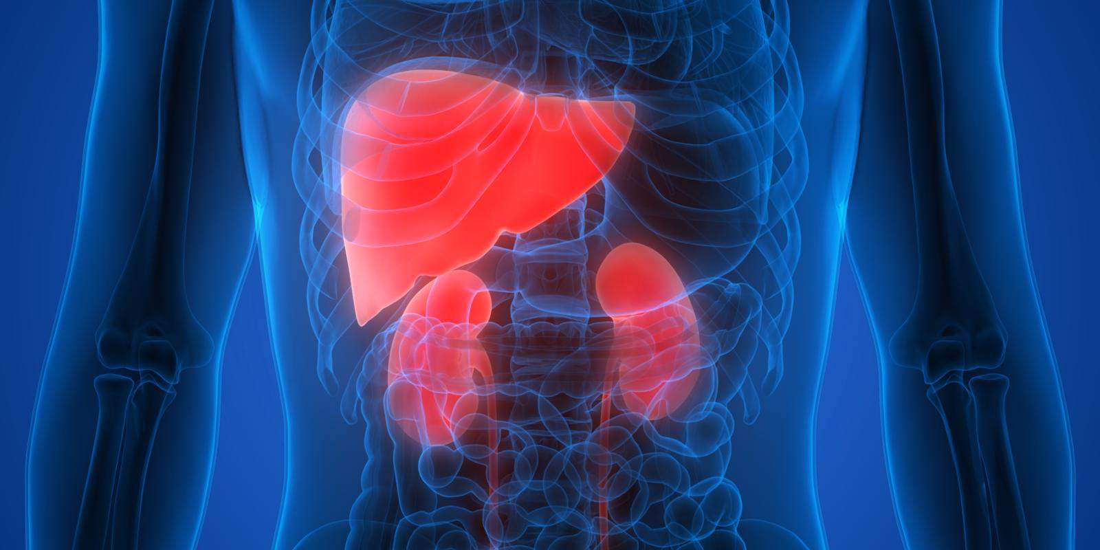 Human body anatomy liver and kidneys