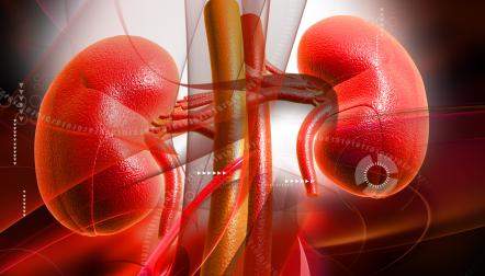 kidney illustration red
