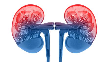kidneys red blue drawing