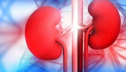 red and blue kidneys