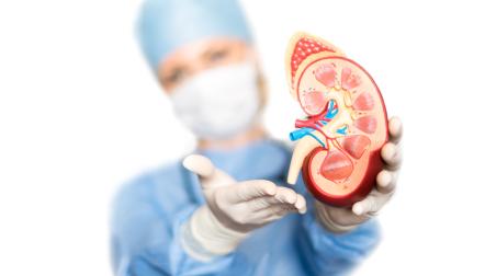 surgeon holding plastic kidney