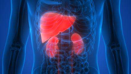 Human body anatomy liver and kidneys